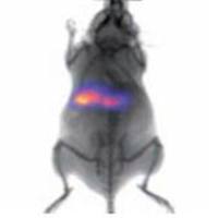 生物发光成像检测