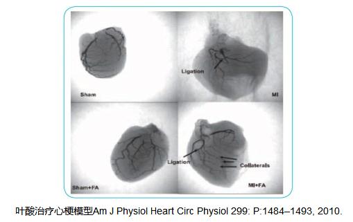 小动物X-Ray成像