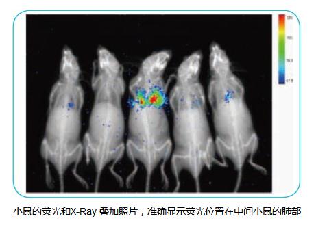 小动物X-Ray成像