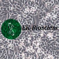 Caco-2细胞系、Caco-2细胞株、Caco-2细胞、CACO2人结直肠腺癌细胞