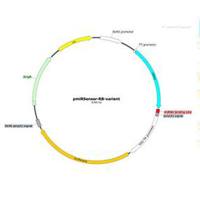 miRNA Sensor报告基因载体