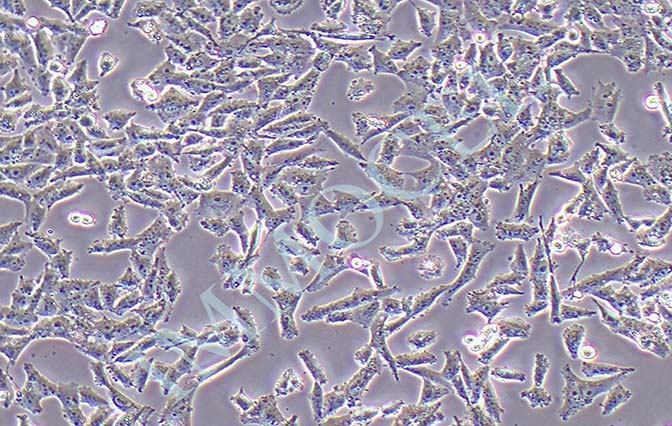 NCI-H157人非小细胞肺腺癌细胞