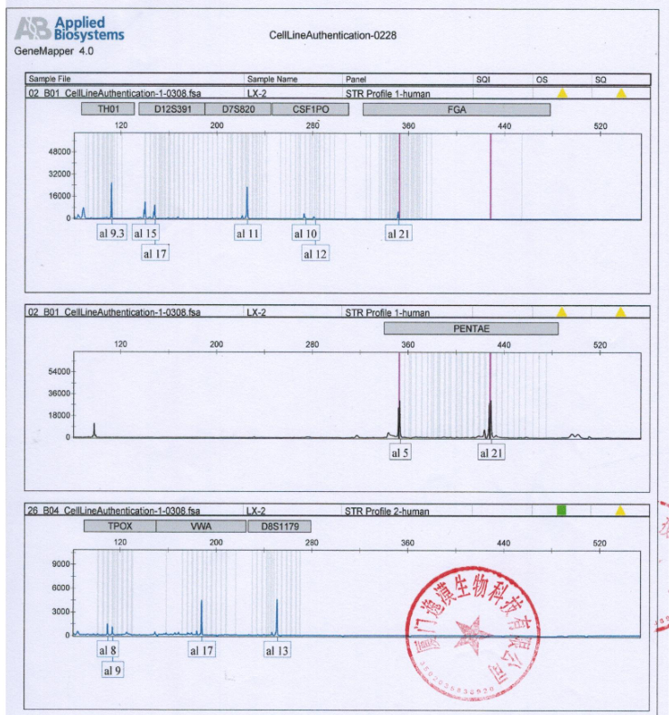 LX-2人肝星形细胞 str鉴定