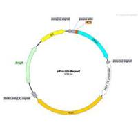 启动子报告基因载体