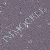 MIMCD3 小鼠肾髓质化细胞