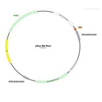 lncRNA/基因过表达载体