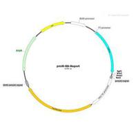 miRNA靶基因3’UTR报告基因载体