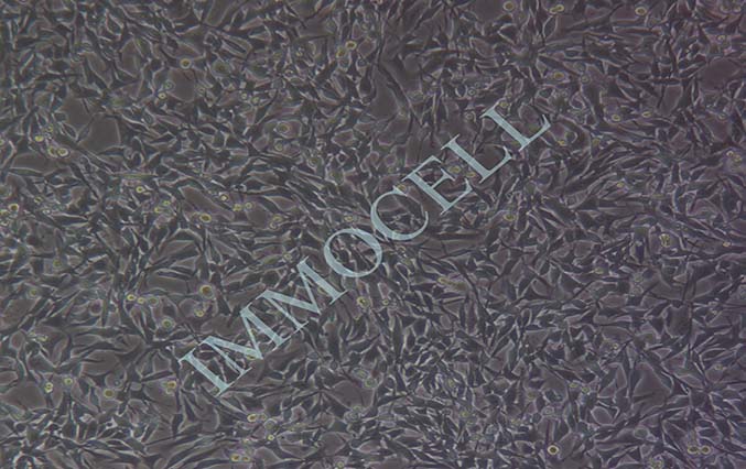 RM-1小鼠前列腺癌细胞
