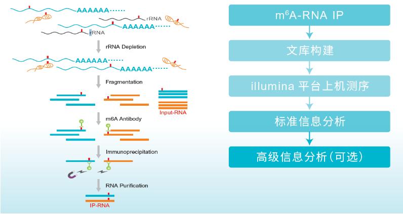 RNA甲基化测序（MeRIP）