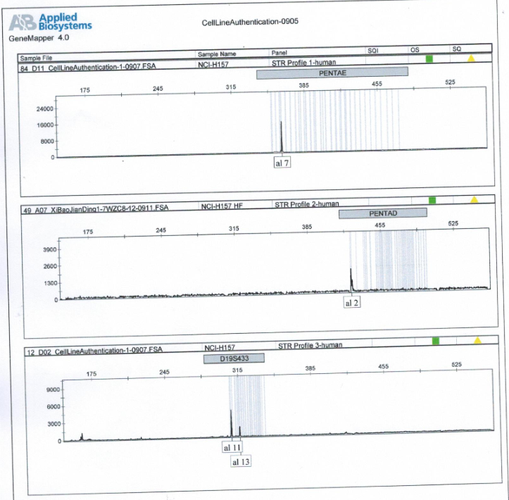 NCI-H157人非小细胞肺腺癌细胞 str鉴定