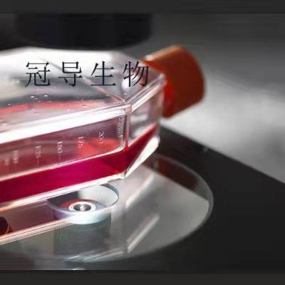 小鼠食管平滑肌克隆细胞|STR鉴定图谱