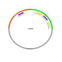 circRNA过表达载体