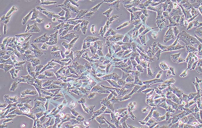 NCI-H157人非小细胞肺腺癌细胞
