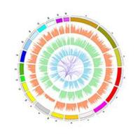 全基因组重测序