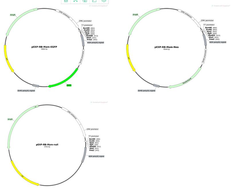 lncRNA/基因过表达载体