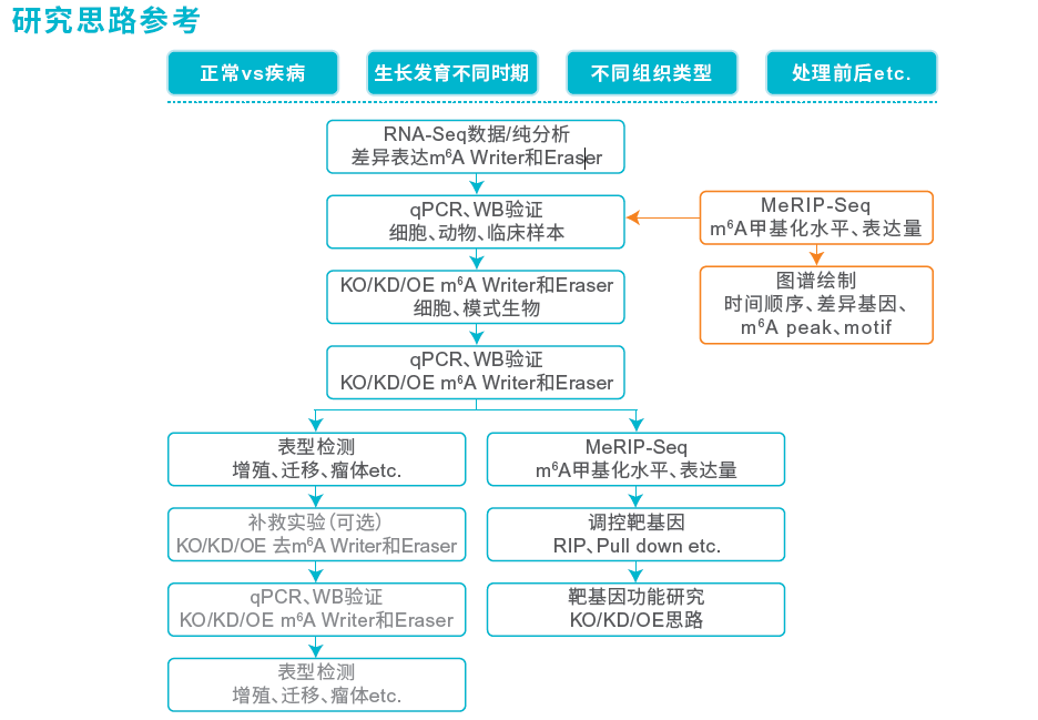 RNA甲基化测序（MeRIP）