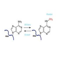 RNA甲基化测序（MeRIP）