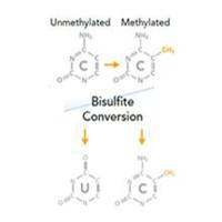全基因组甲基化测序（WGBS）