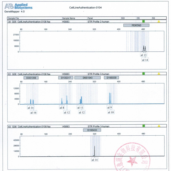 HS683人脑胶质瘤细胞STR鉴定