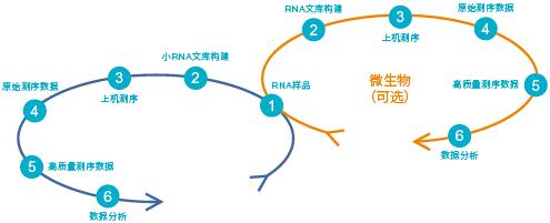 Small RNA测序