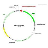 信号通路报告基因载体