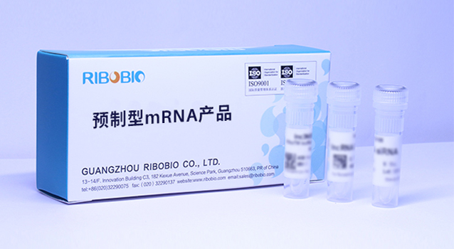 预制型mRNA产品