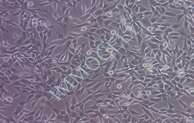 UM-UC-3人膀胱移行细胞癌