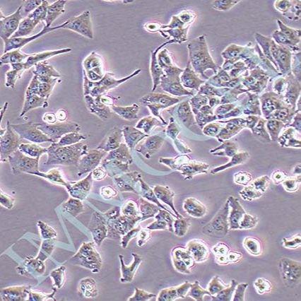 HCC-LM3高转移人肝癌细胞(STR鉴定)丨hcclm3细胞