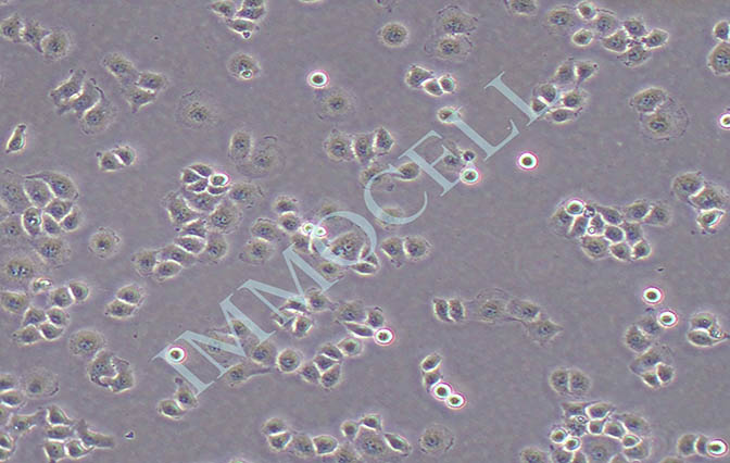 HO-8910PM人卵巢癌细胞