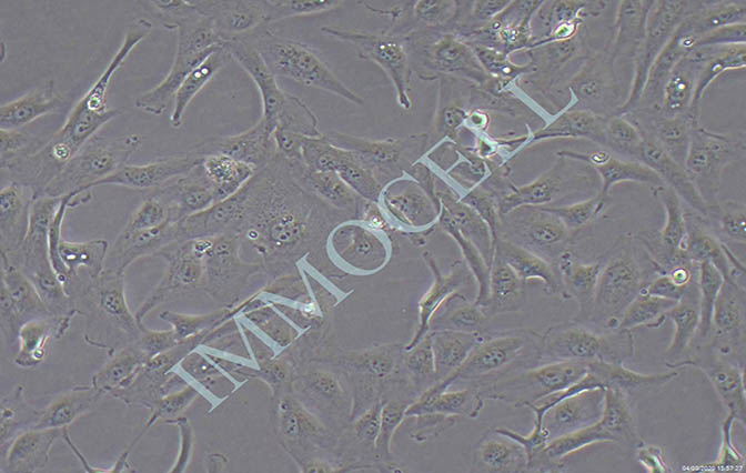 786-O人肾透明细胞癌细胞