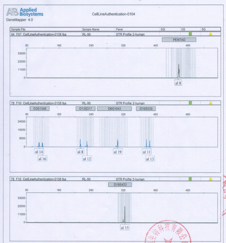 RL95-2人子宫内膜癌细胞 str鉴定