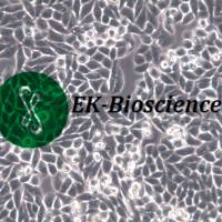 NCI-H1299细胞、H1299人非小细胞肺癌细胞