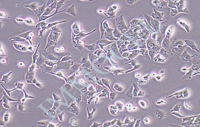 HCC-LM3高转移人肝癌细胞
