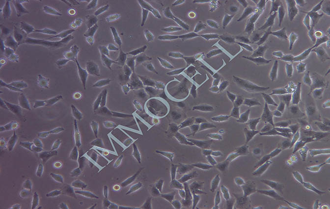 UM-UC-3人膀胱移行细胞癌