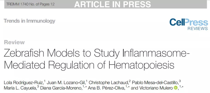 基于斑马鱼模型研究炎性小体介导的造血调节丨斑马鱼研究丨环特生物