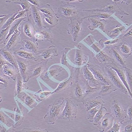 A498人肾癌细胞(STR鉴定)丨A-498细胞株(immocell)