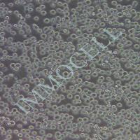 293T 人肾上皮细胞系丨293T 细胞 悬浮