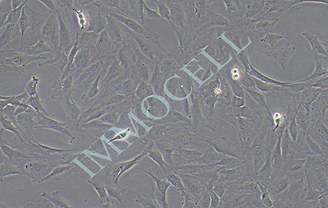 MC3T3-E1小鼠胚胎成骨细胞