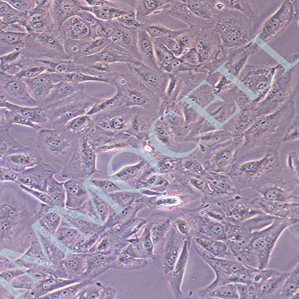 FTC-133人甲状腺癌细胞(STR鉴定)丨[FTC-133]细胞株