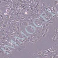 RWPE-1人正常前列腺上皮细胞丨RWPE-1细胞