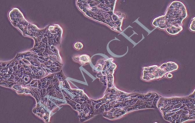 Calu-3人肺癌细胞