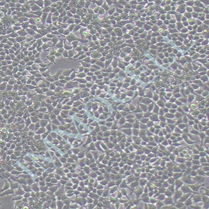 293T人胚肾细胞/293t细胞/293t