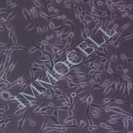M14人黑色素瘤细胞(STR鉴定)丨M14细胞株