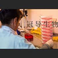 VA-ES-BJ Cells;人上皮样肉瘤活化克隆细胞|STR鉴定图谱