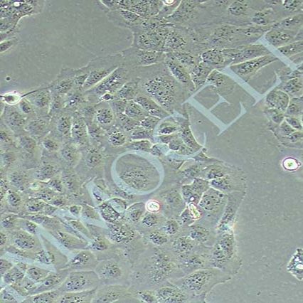 PANC10.05人胰腺癌细胞丨STR鉴定图谱丨 逸漠(immocell)