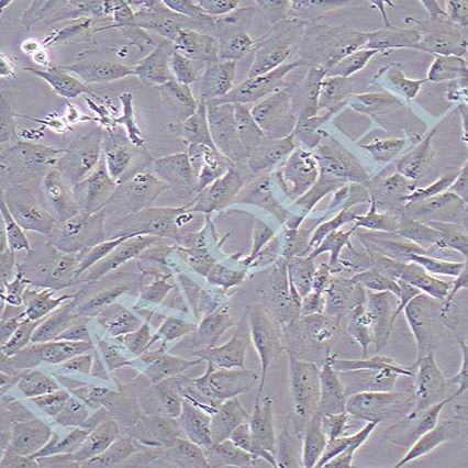 MCF-10A人乳腺细胞(STR鉴定)丨mcf10a细胞株