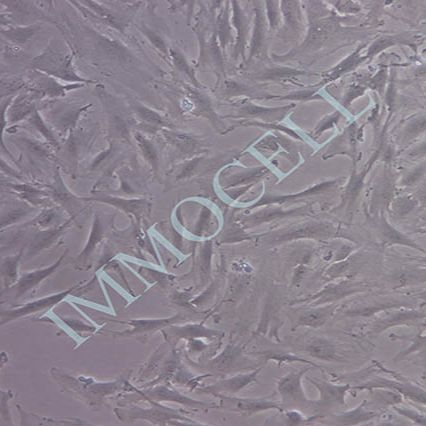 KGN卵巢颗粒细胞(STR鉴定)丨kgn 细胞