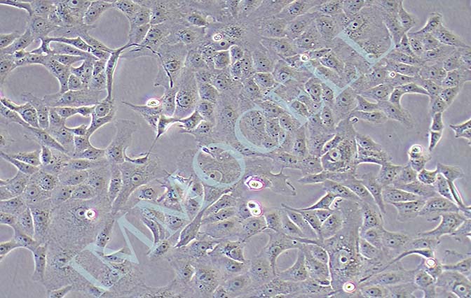 MA-104 恒河猴肾细胞 价格丨恒河猴肾细胞丨逸漠（imm