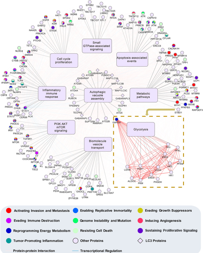 12+:预测癌症中改变自噬的基因突变
