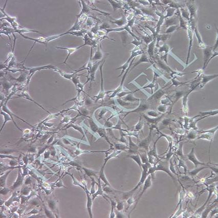 3T3-L1小鼠胚胎成纤维细胞丨3t3细胞价格